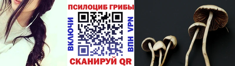 Псилоцибиновые грибы Cubensis Иваново